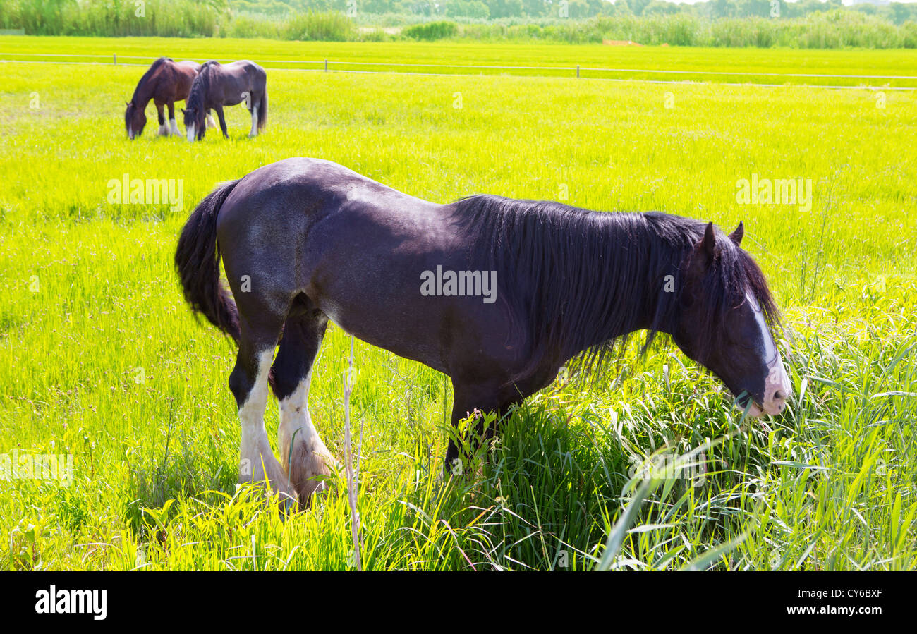 Horses in green yellow spring meadow in Valencia Spain Stock Photo