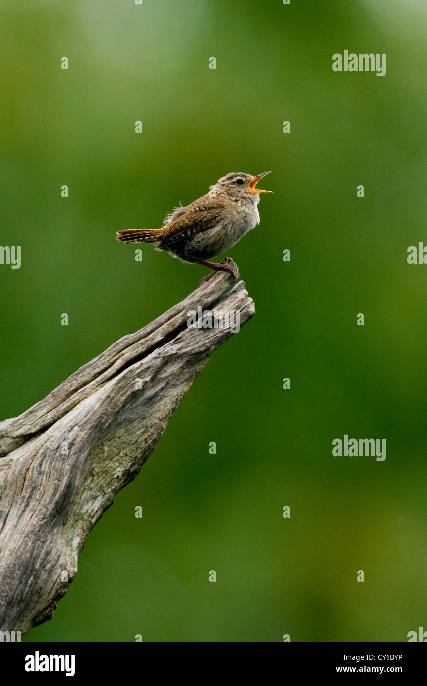 Wren (Troglodytes troglodytes) Stock Photo