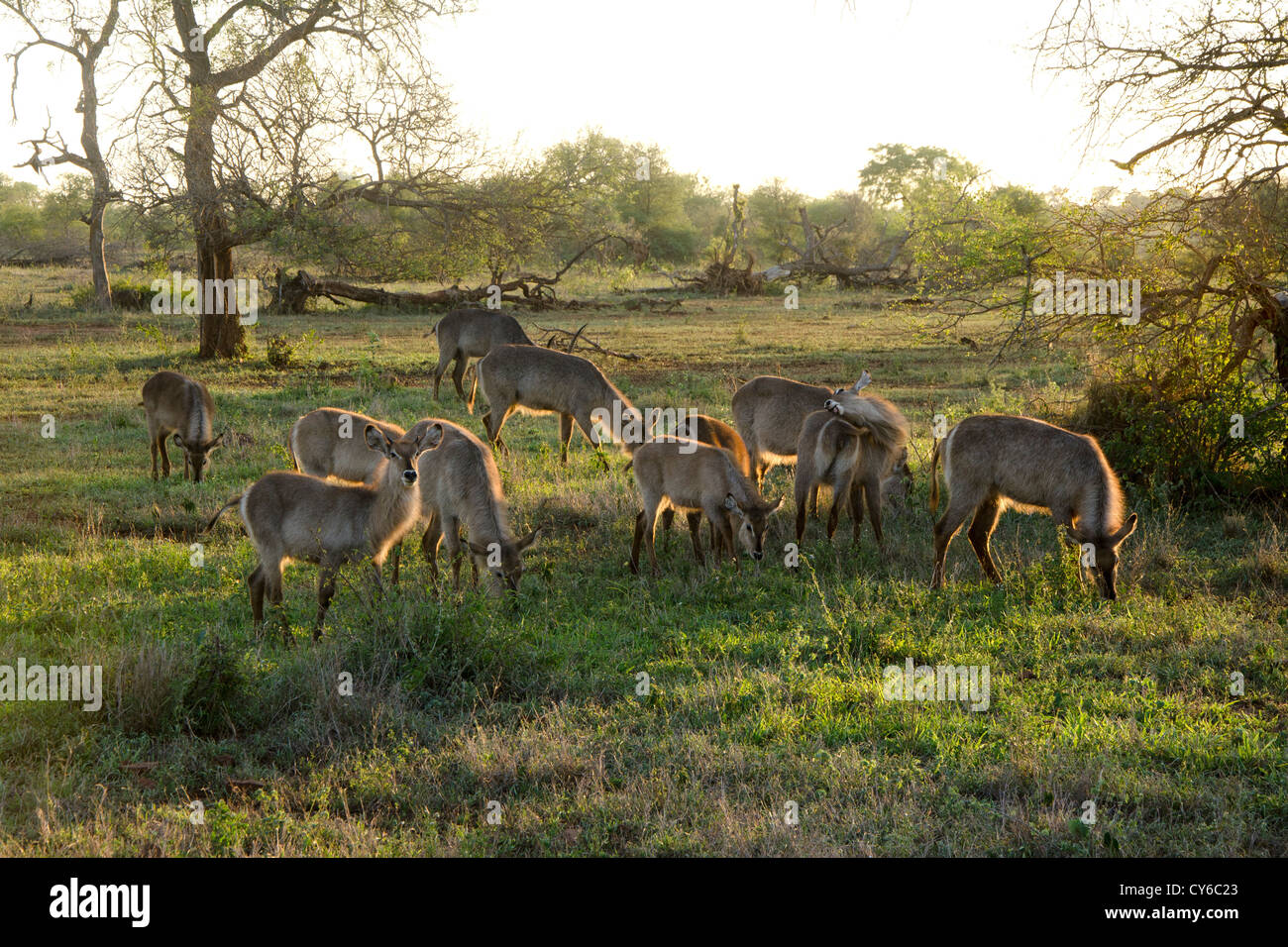 Waterbucks (Kobus ellipsiprymnus) grazing in Kruger park South africa Stock Photo