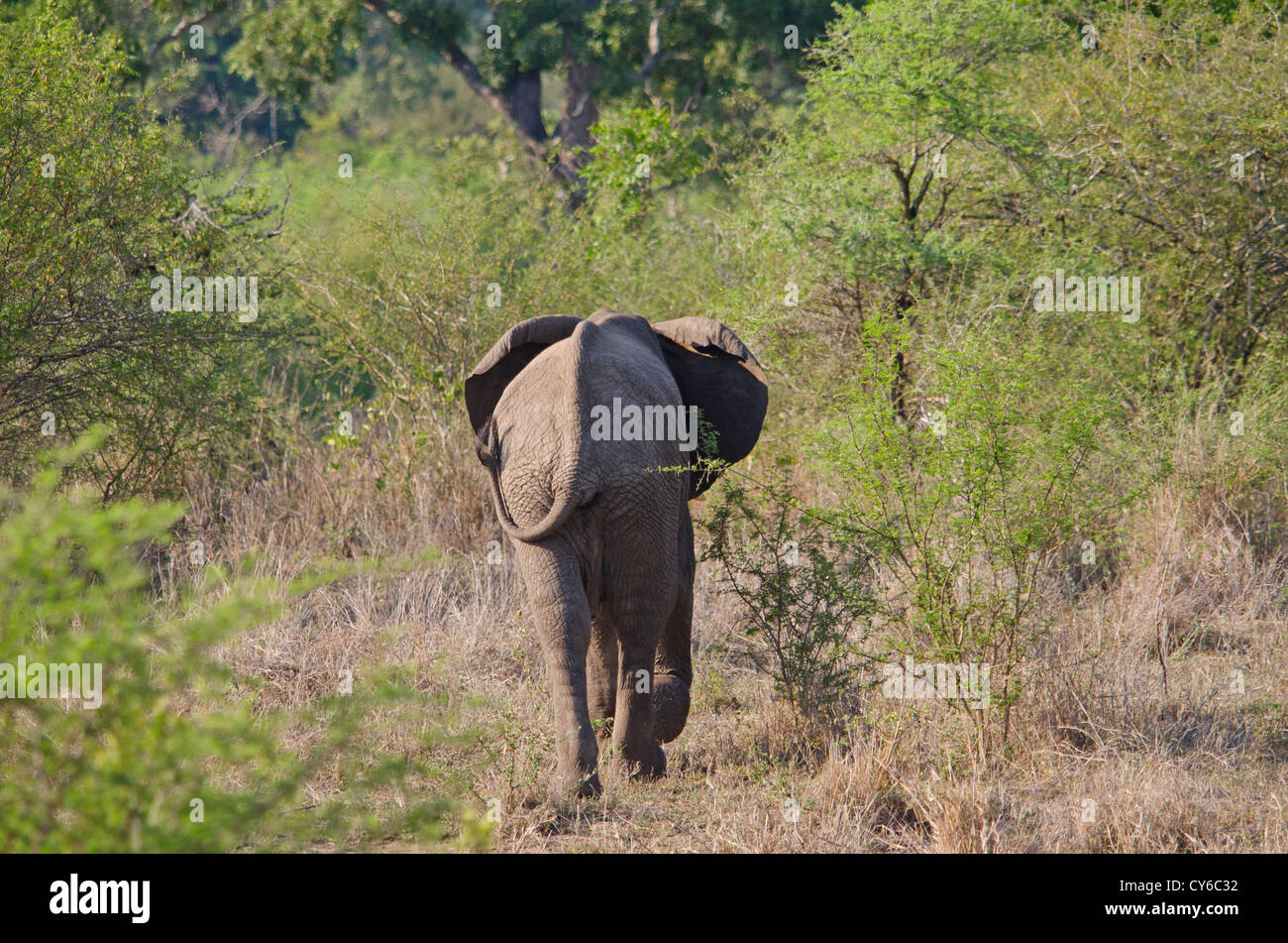 African Elephant walking away, Loxodonta africana, in Kruger park South Africa. Stock Photo