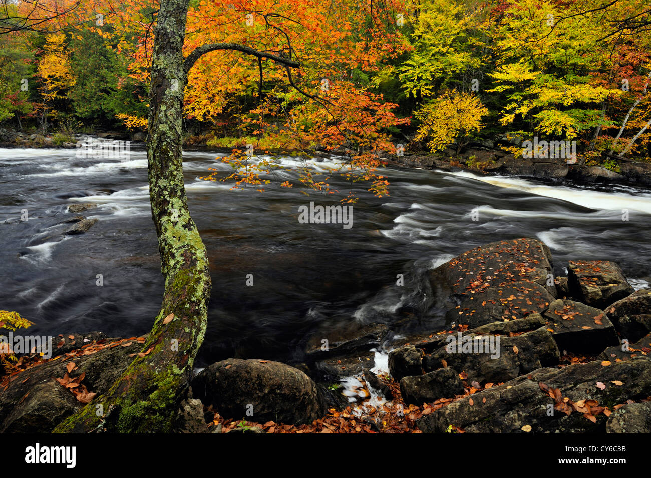 Oxtongue lake hi-res stock photography and images - Alamy