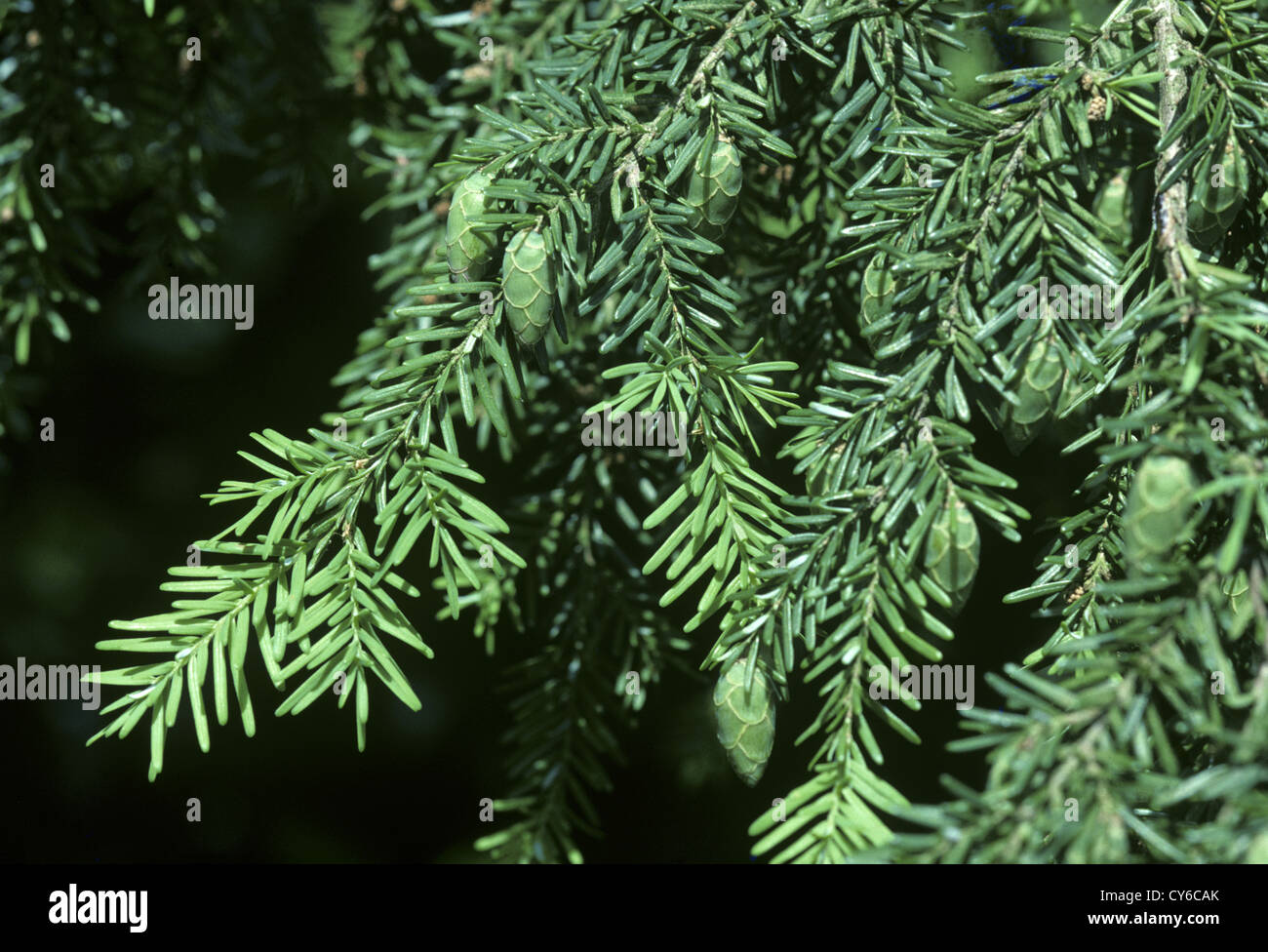 Western Hemlock-spruce Tsuga heterophylla (Pinaceae) Stock Photo