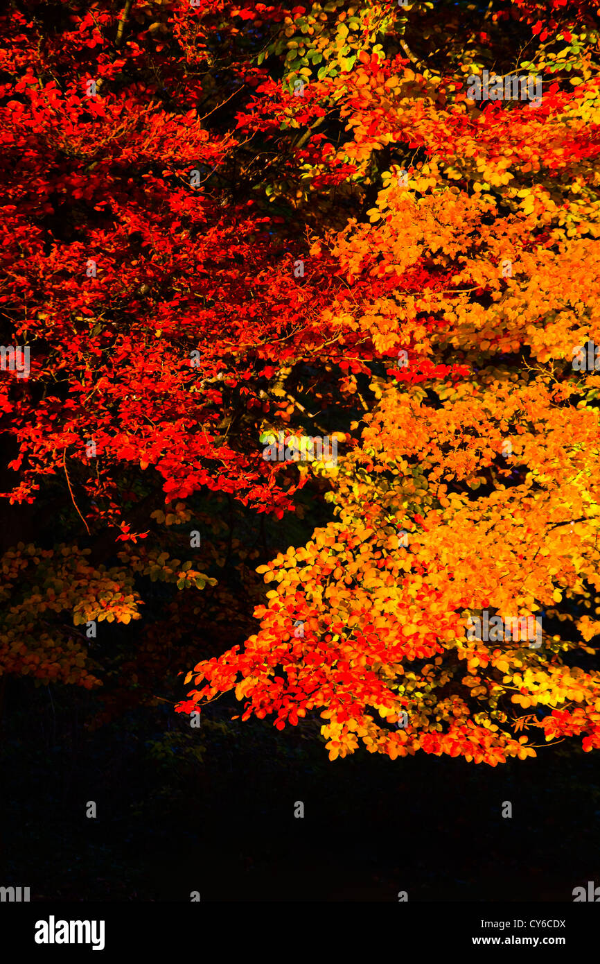 Shallow focus image of Autumn leaves on trees Stock Photo