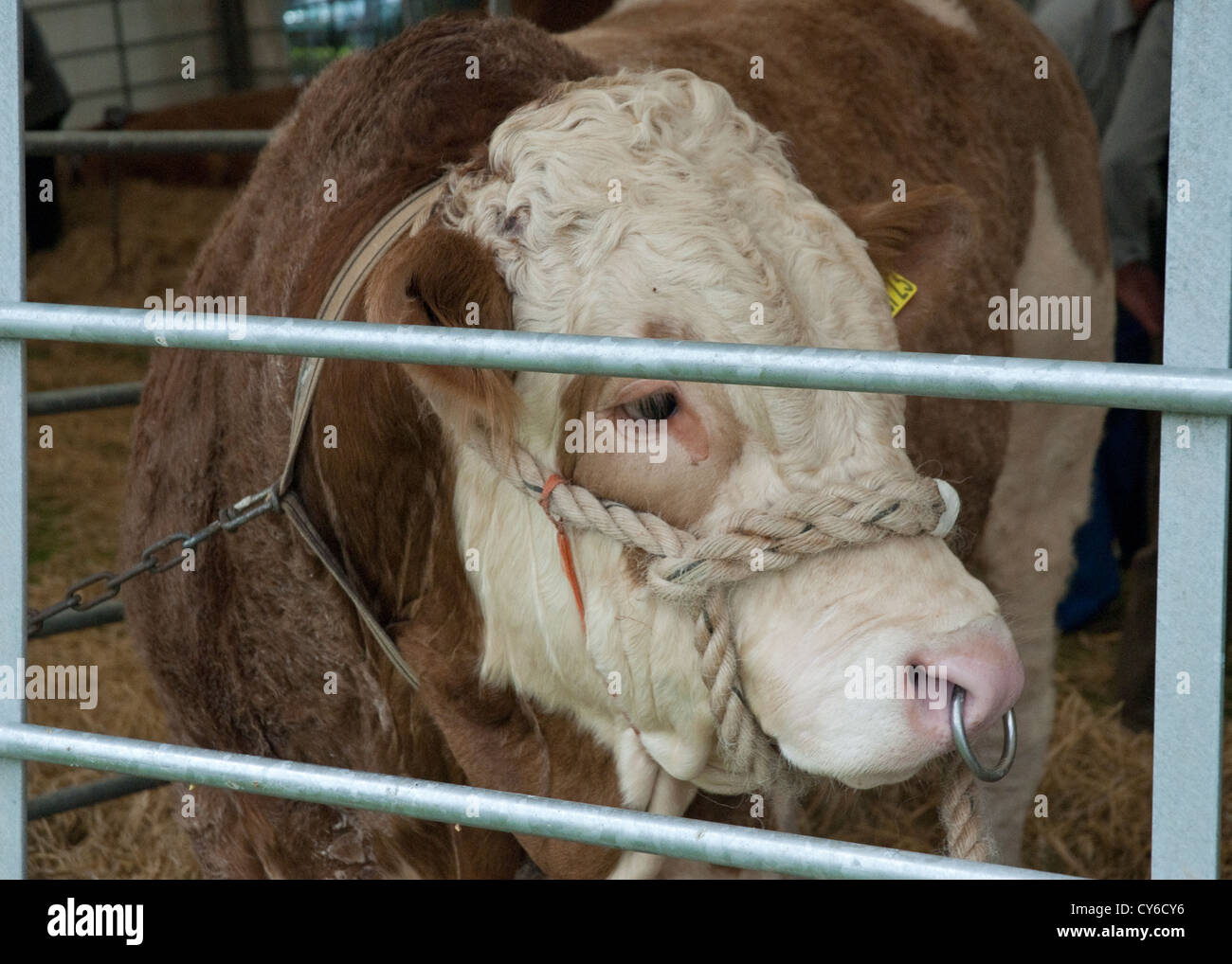 Pedigree Bull at the Perth Highland Show, Perthshire, Scotland Stock Photo