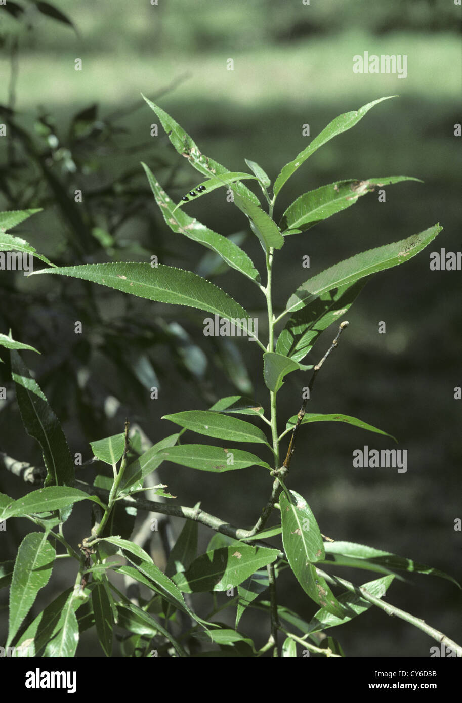 Crack-willow Salix fragilis Salicaceae Stock Photo - Alamy
