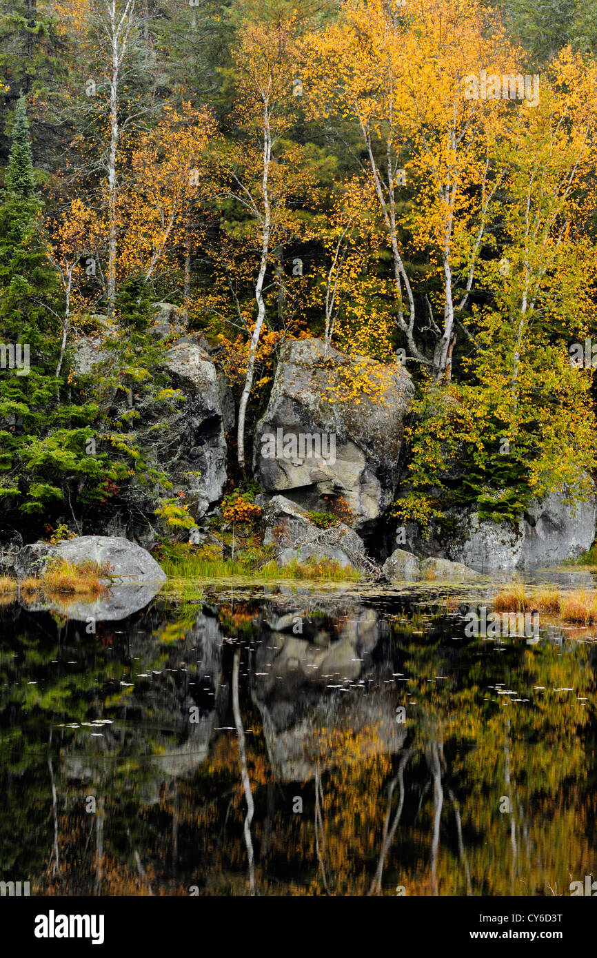 Birch trees and rock outcrops near Opeongo Lake, Algonquin Provincial Park, Ontario, Canada Stock Photo
