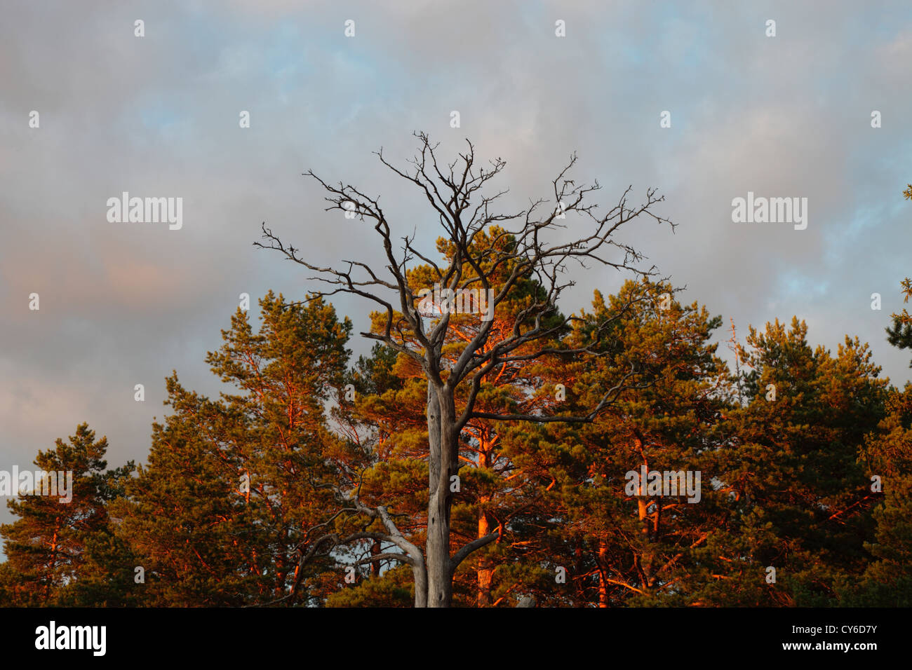 Dead pine tree (Pinus sp.) standing in front of a thriving grove Stock