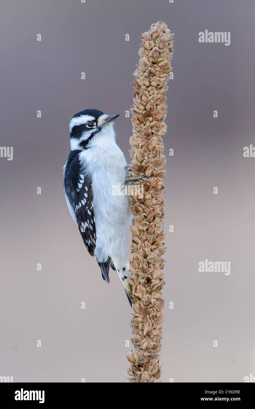 Female Downy Woodpecker Feeding - Picoides pubescens - Western Montana Stock Photo