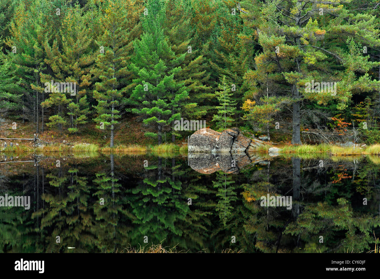 White pine reflections in a pond, Algonquin Provincial Park, Ontario