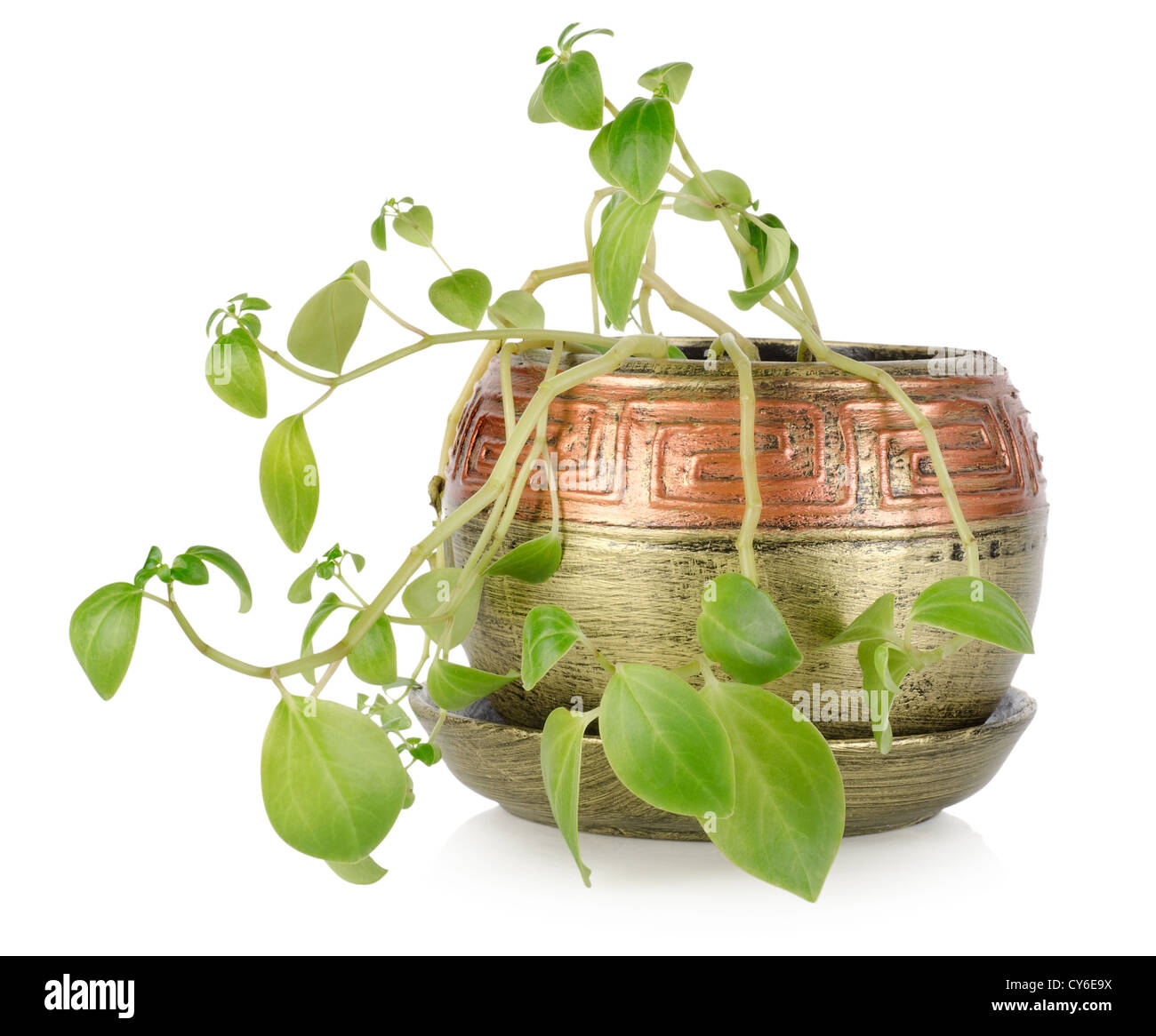 Potted plant isolated on a white background Stock Photo - Alamy