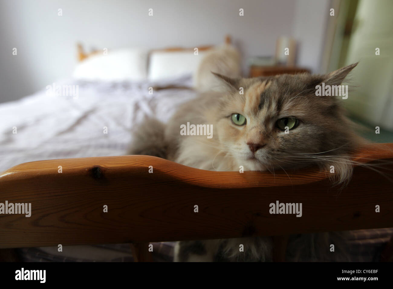 RAGDOLL CATS SLEEPING ON A BED Stock Photo Alamy