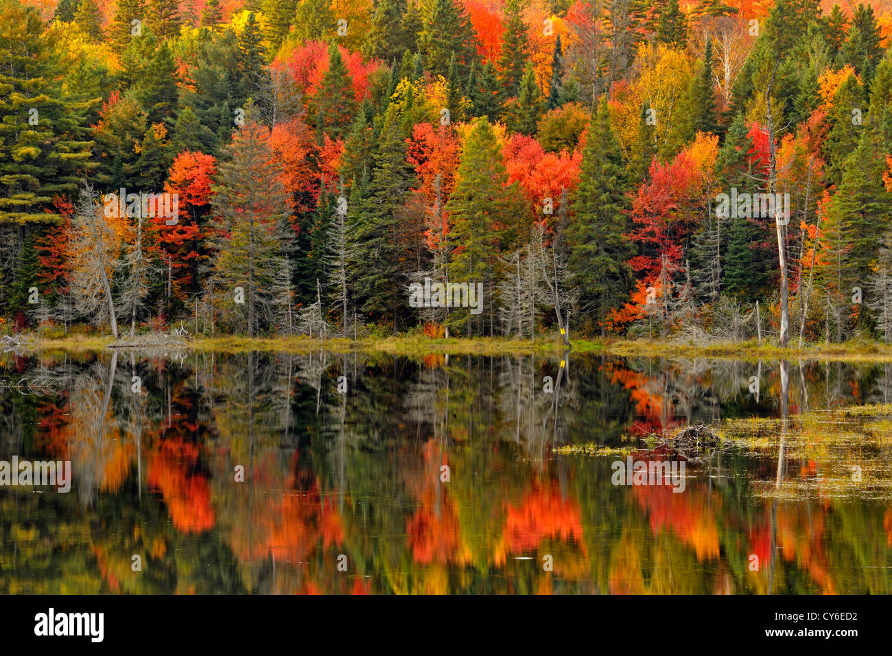 Autumn reflections in Canoe Lake, Algonquin Provincial Park, Ontario, Canada Stock Photo