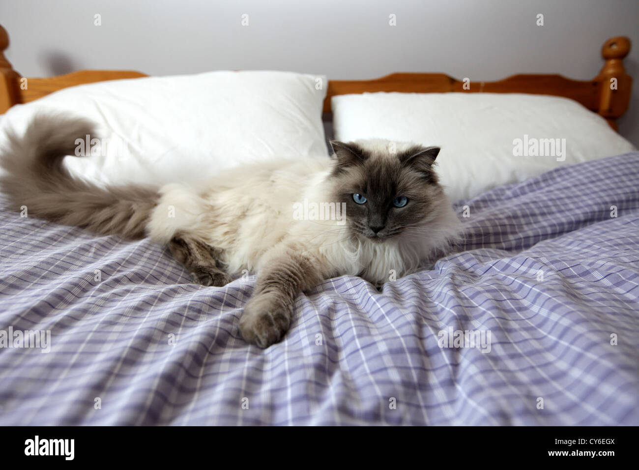 RAGDOLL CATS SLEEPING ON A BED Stock Photo Alamy