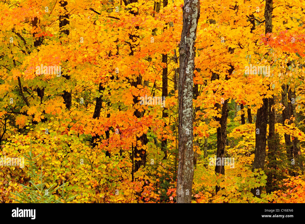 Temperate Deciduous Forest Hi Res Stock Photography And Images Alamy