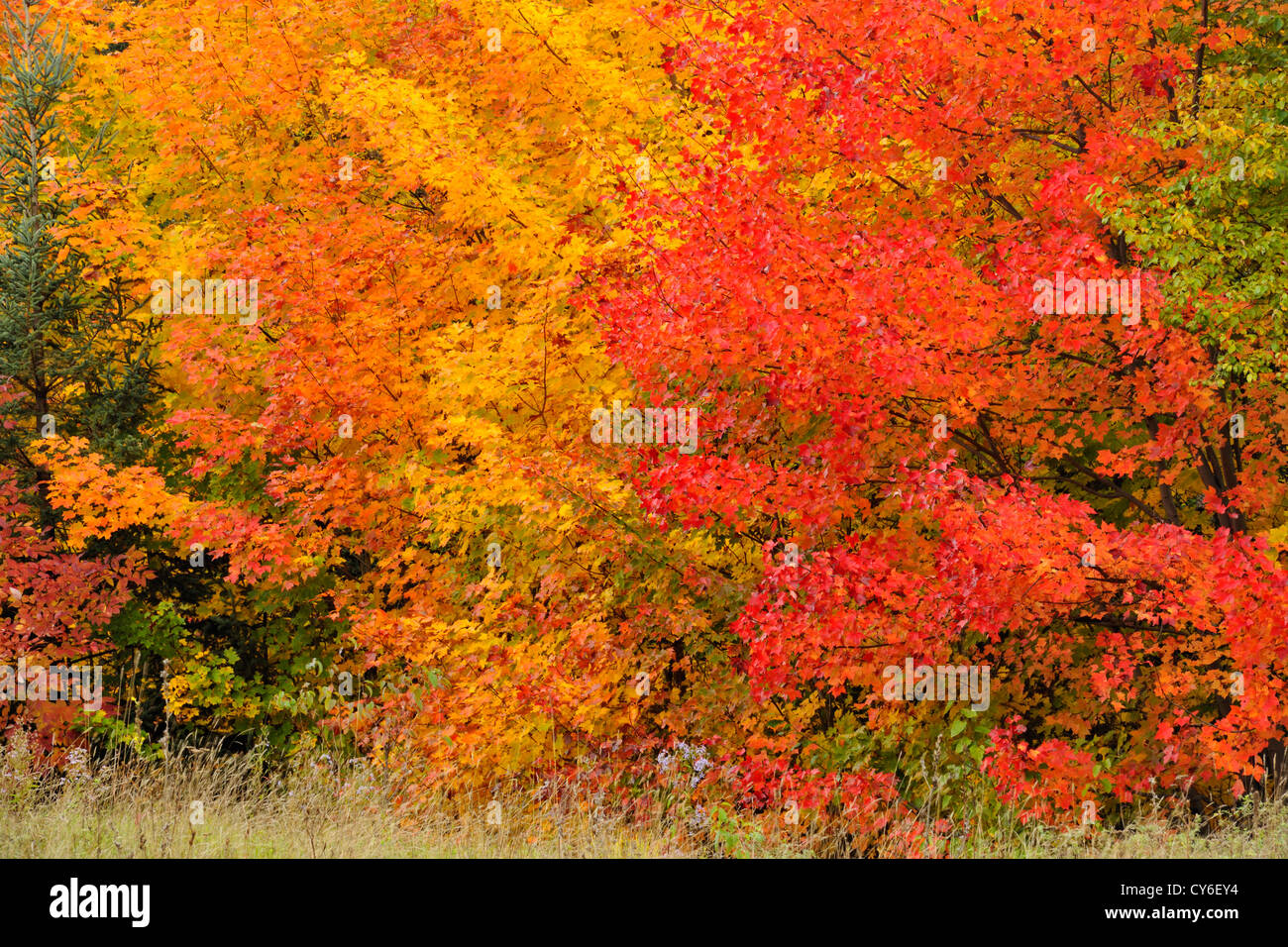 Autumn colour in a forest of mature sugar maple trees, Algonquin