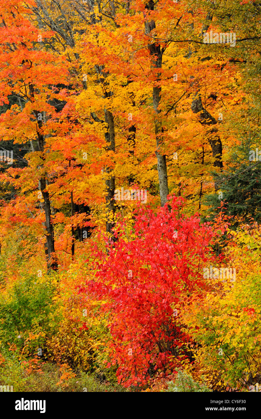 Autumn colour in a forest of mature sugar maple trees, Algonquin