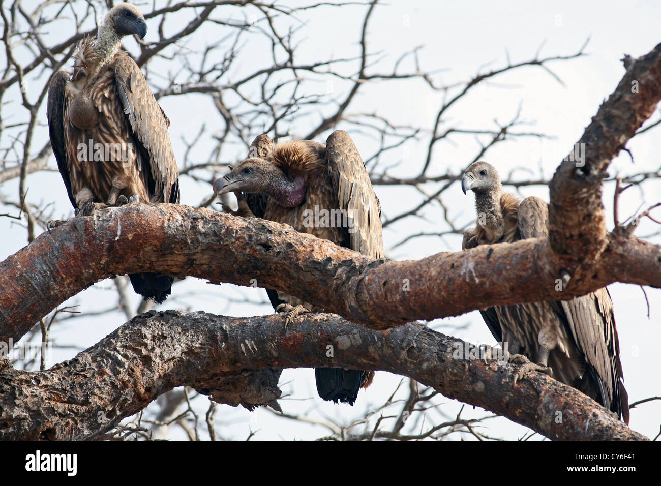 Three Vultures, Tsavo East National Park, Kenya. Stock Photo
