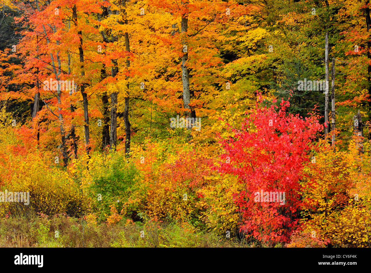 Autumn colour in a forest of mature sugar maple trees, Algonquin