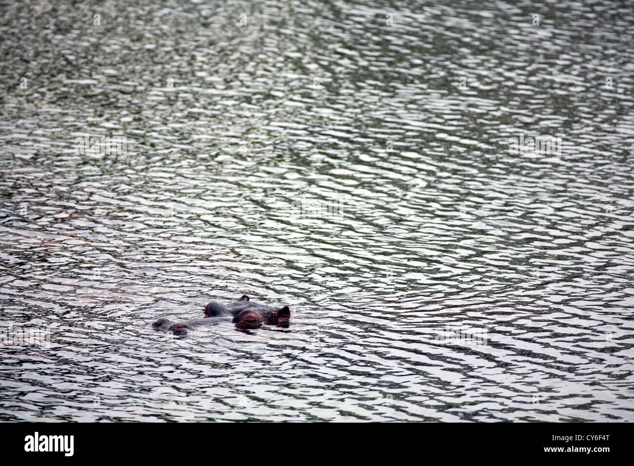 Hippopotamus, Tsavo East National Park, Kenya. Stock Photo