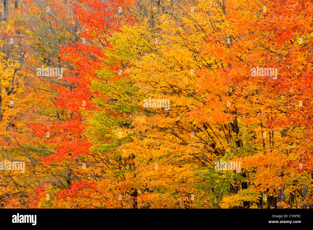 Autumn colour in a forest of mature sugar maple trees, Algonquin