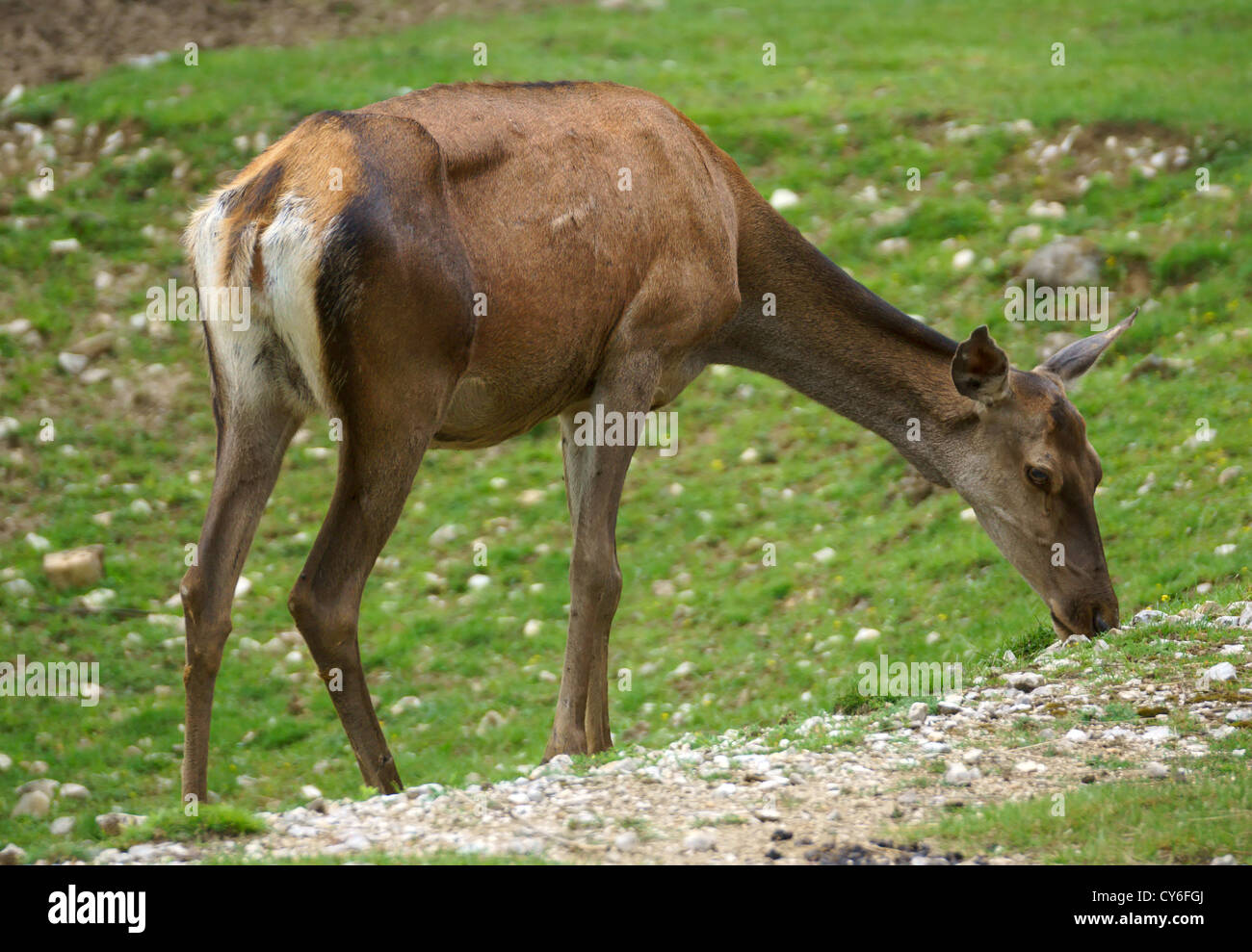 Red deer feed on grass meadow Stock Photo Alamy