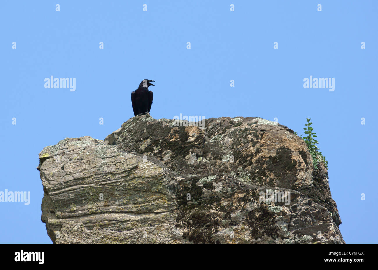 Black crow over on rock block Stock Photo