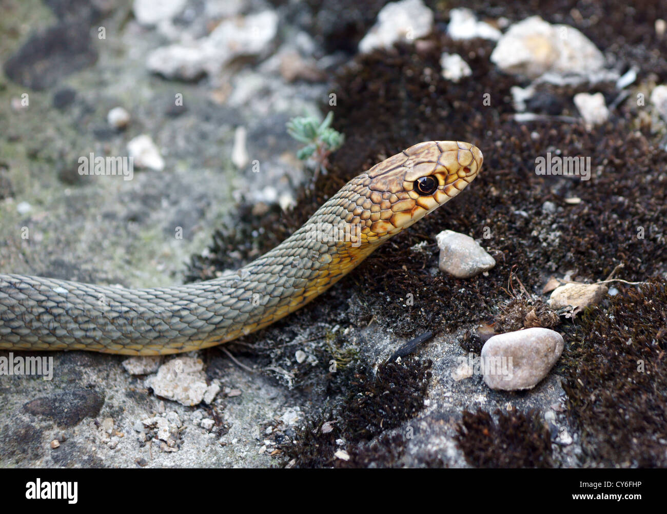 European adder Stock Photo