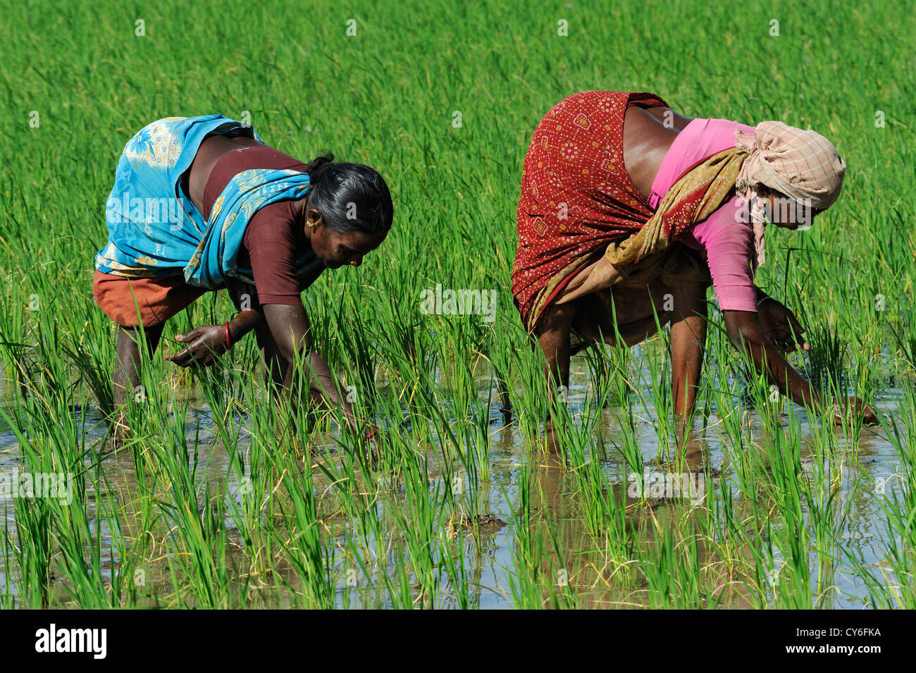 Sowing Rice Plant Stock Photo
