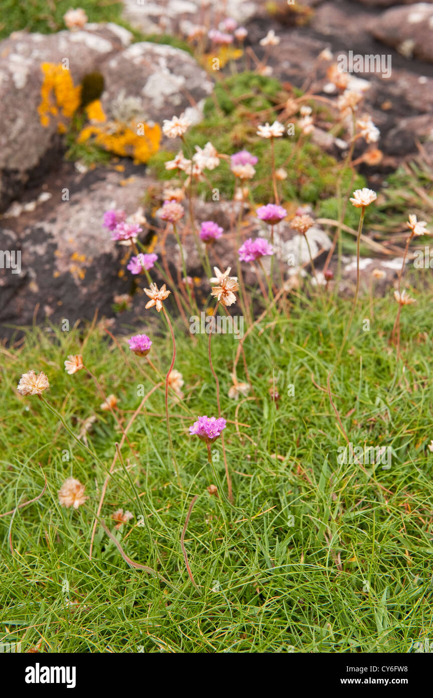 Pink flowers of Armeria maritima flora, Scotland Stock Photo