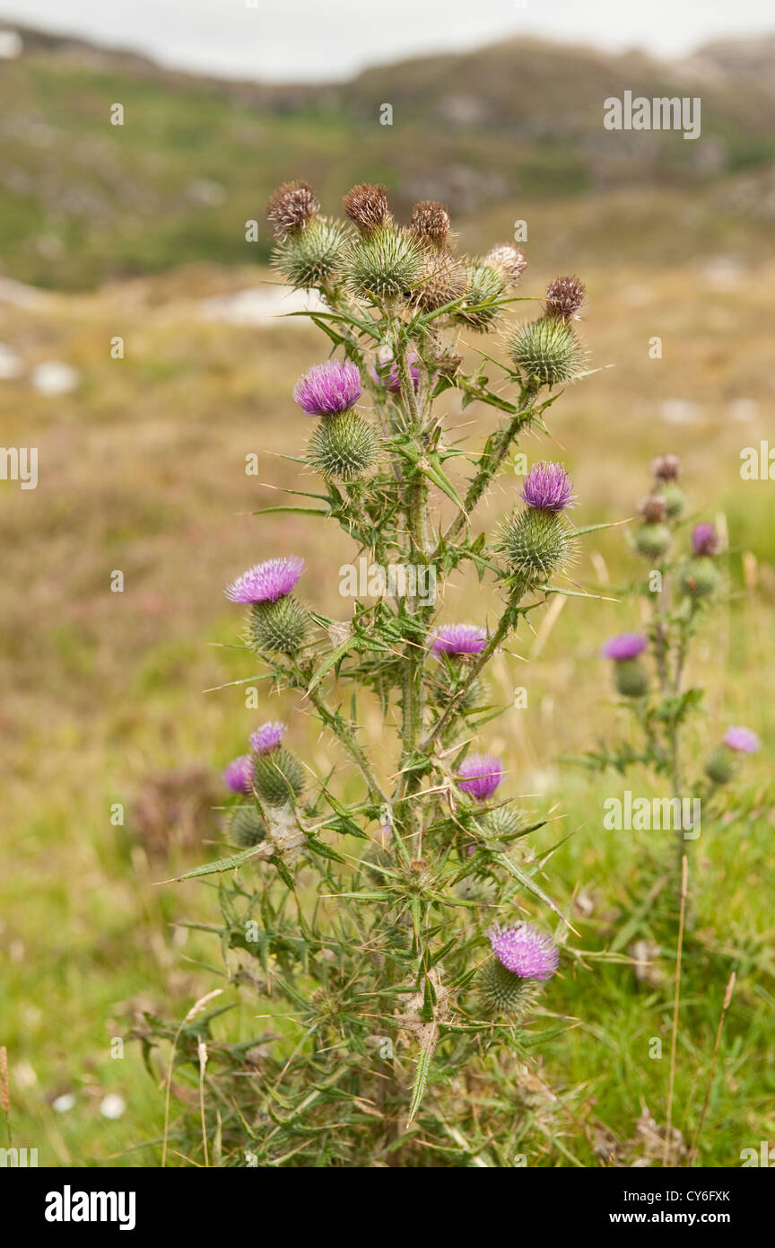 ‘Scotch’ thistle. Typically prickly-leaved, with pink or purple-flowers. Stock Photo