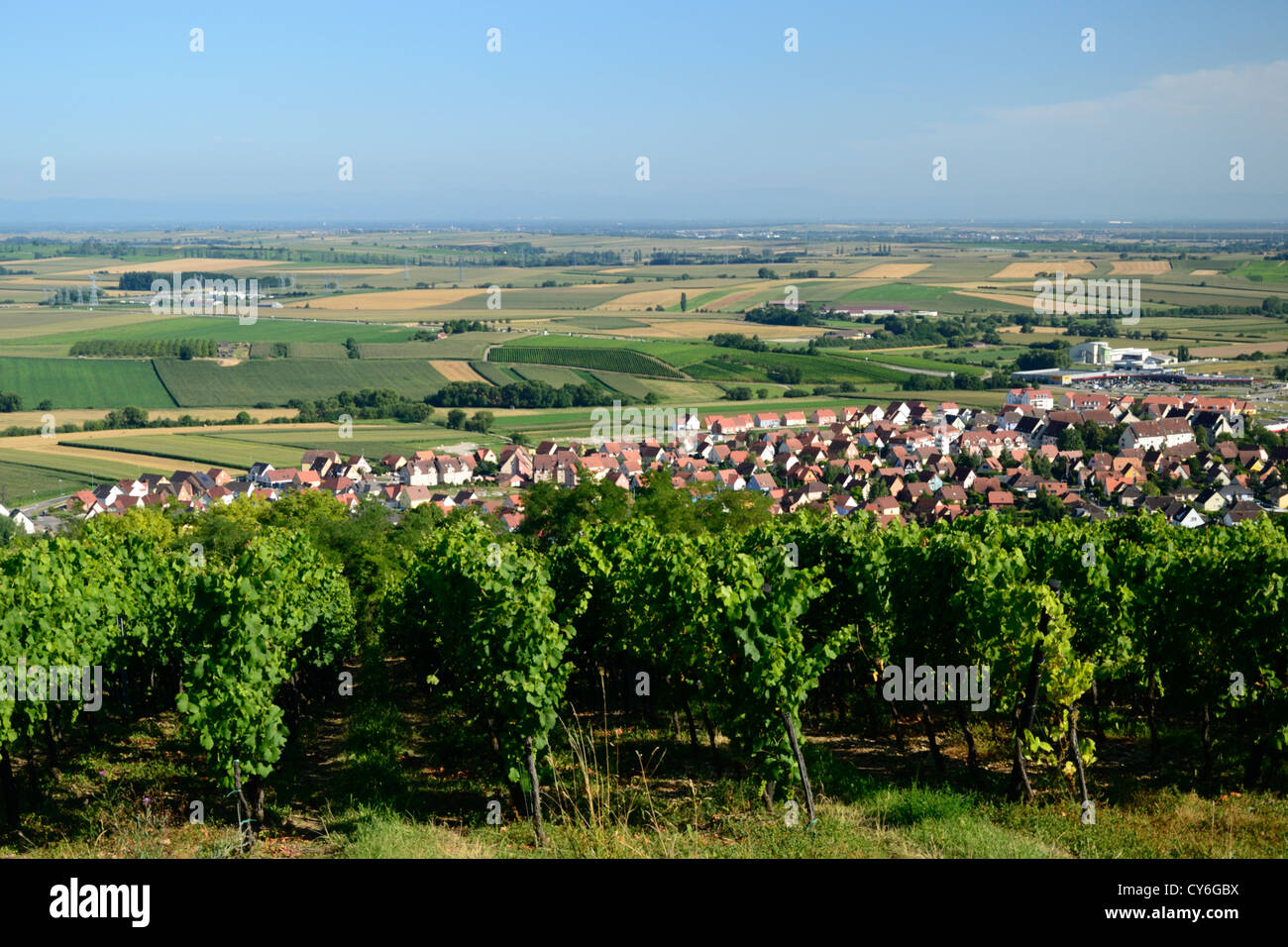 Vineyard on Marlenberg hillside with panorama on Alsace plain to ...