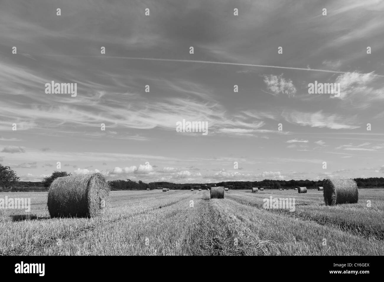 Round straw bales on freshly harvested barley field Stock Photo Alamy