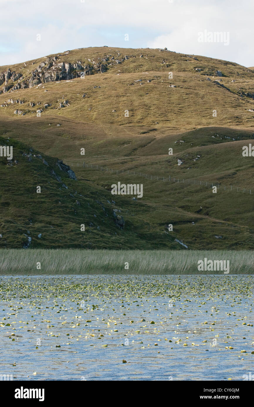 White Water Lilies in freshwater loch, NW Scotland Stock Photo