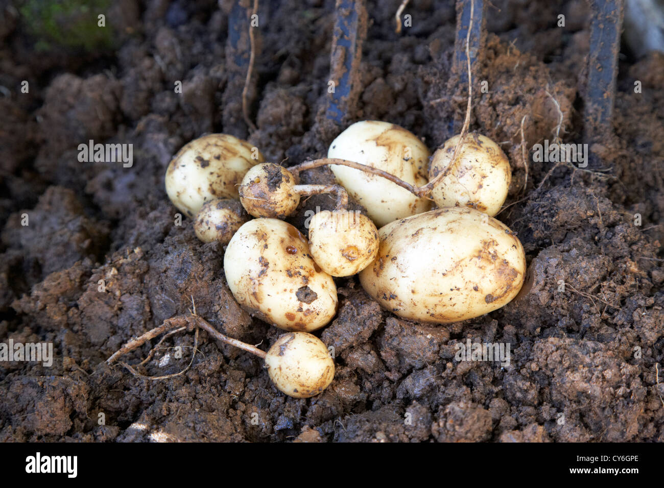 freshly dug up home grown misshapen potato crop in the uk Stock Photo