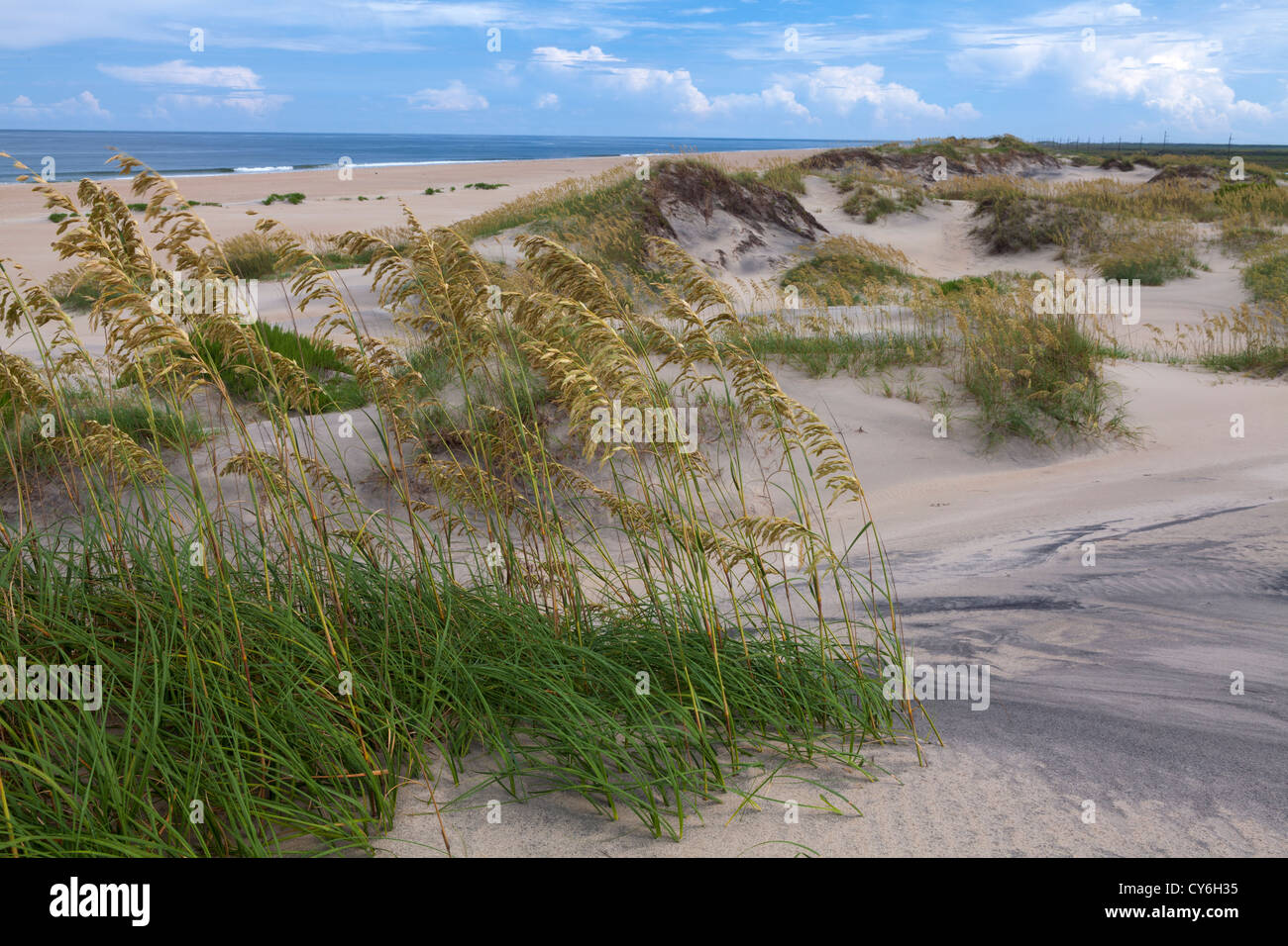 Pea Island National Wildlife Refuge, North Carolina Seaoats (Uniola ...