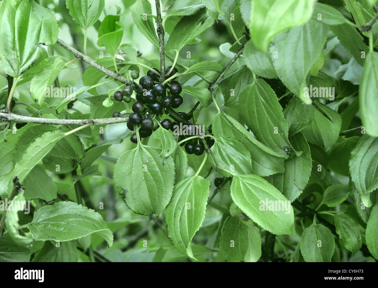 Buckthorn Rhamnus cathartica Rhamnaceae Stock Photo