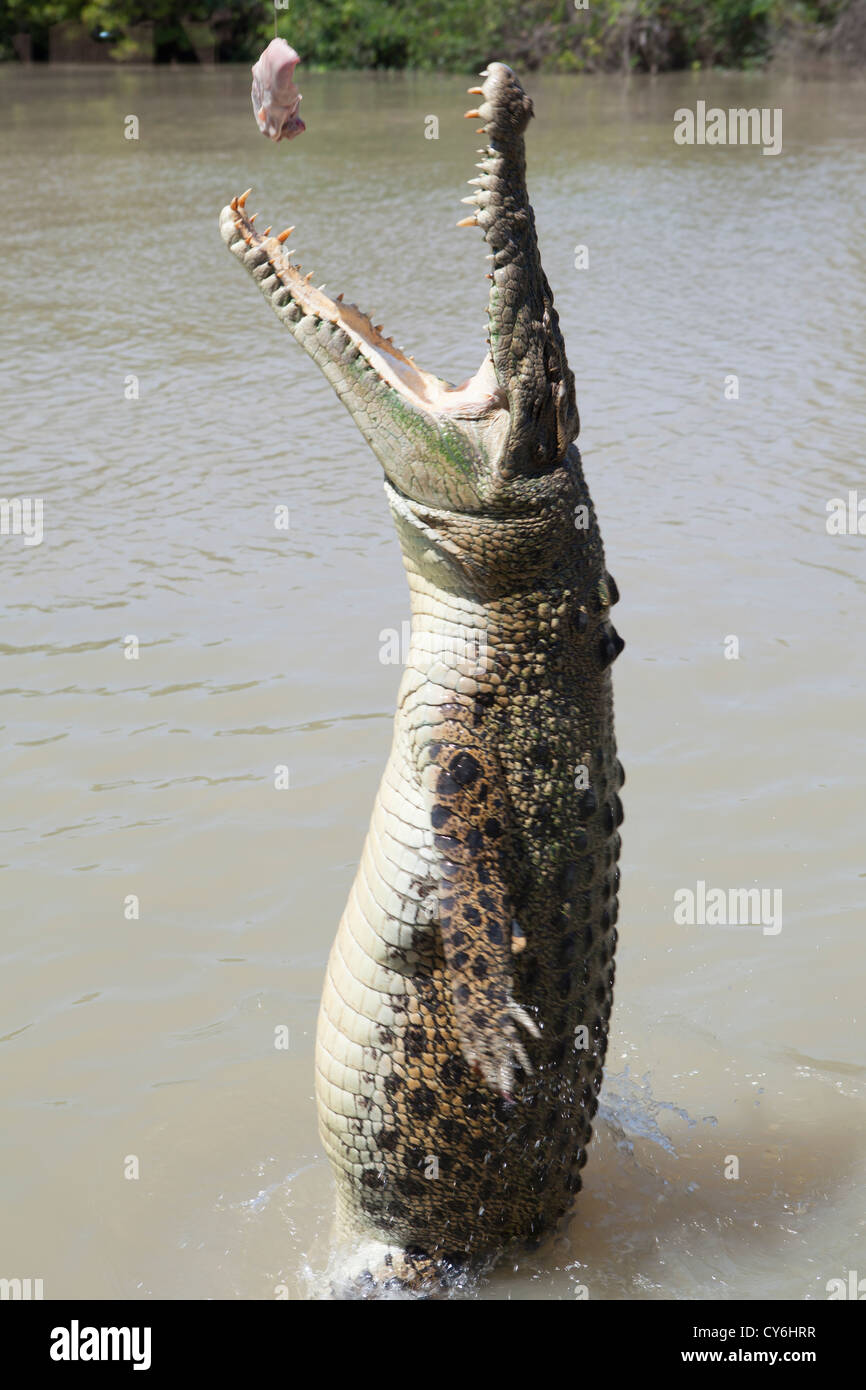 https://c8.alamy.com/comp/CY6HRR/crocodile-jumping-for-a-pork-chop-on-the-adelaide-river-jumping-crocodile-CY6HRR.jpg