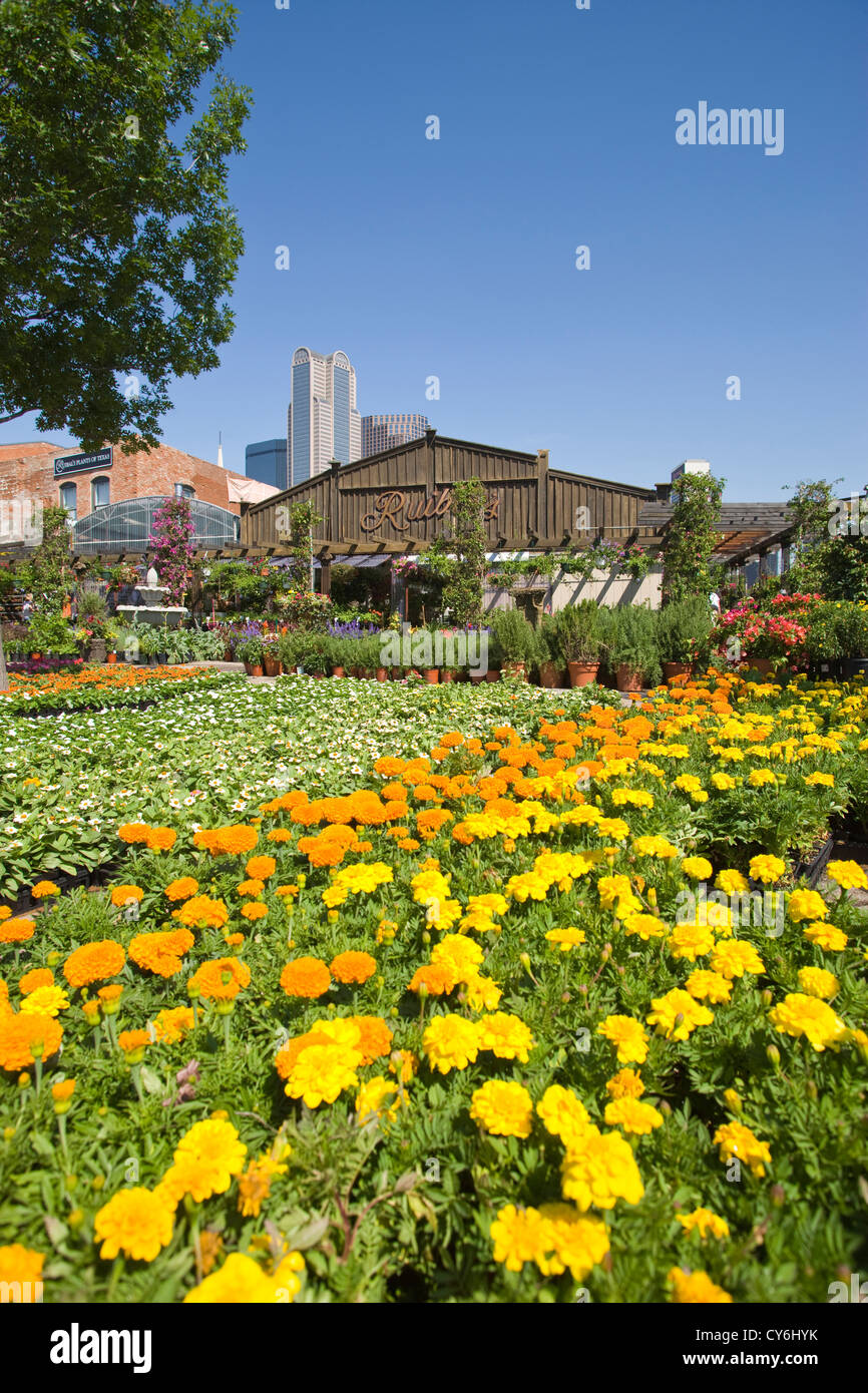 FLOWERS FARMERS MARKET DOWNTOWN DALLAS TEXAS USA Stock Photo Alamy