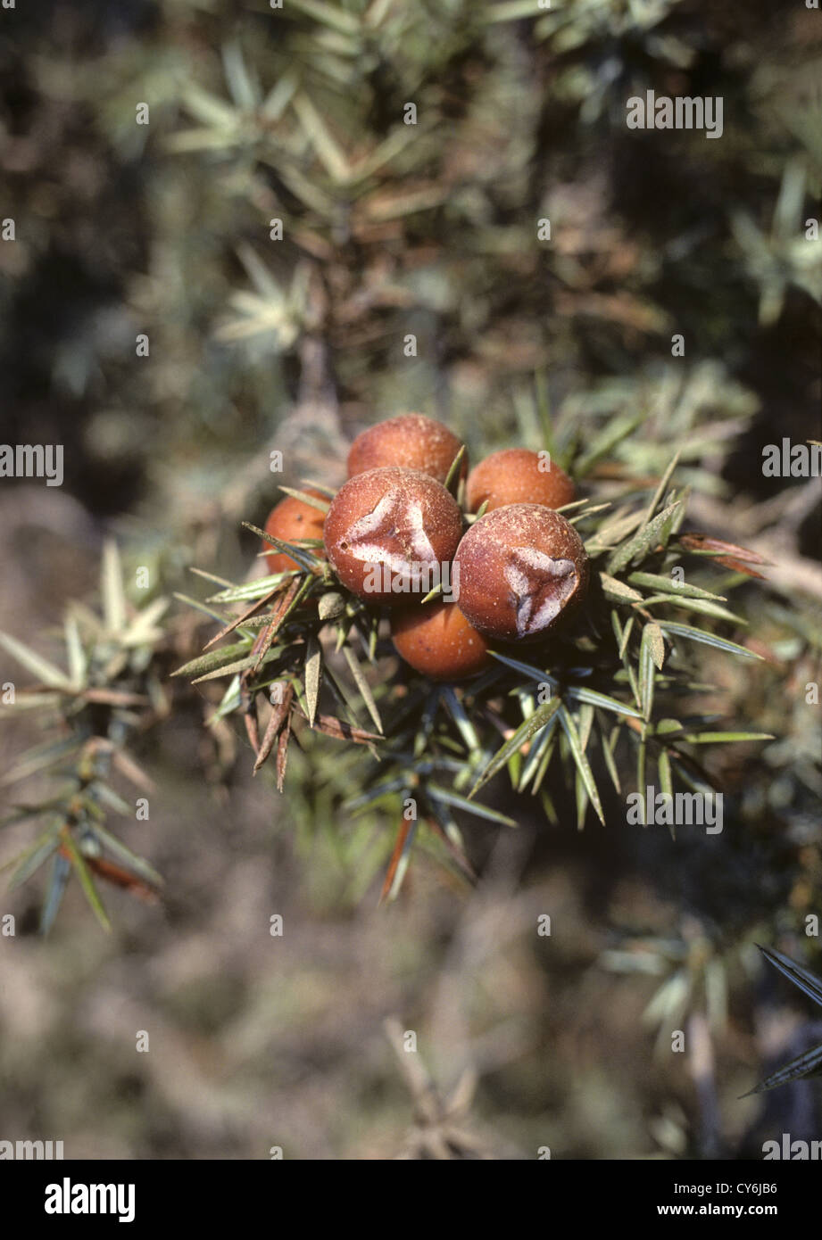 Red juniper juniperus oxycedrus hi-res stock photography and images - Alamy