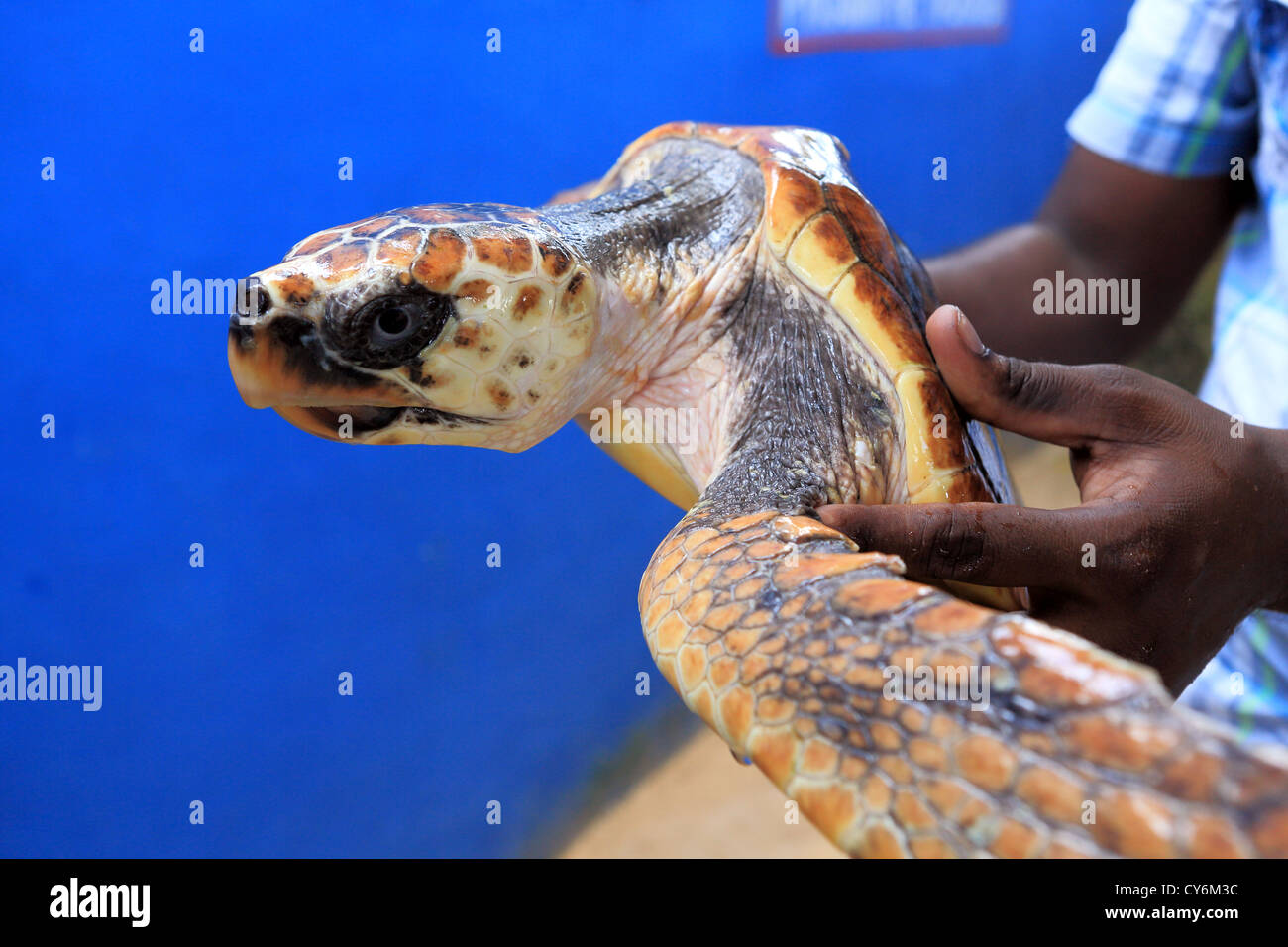 Man holds adult loggerhead turtle at Koggala Habaraduwa turtle hatchery in Sri Lanka Stock Photo