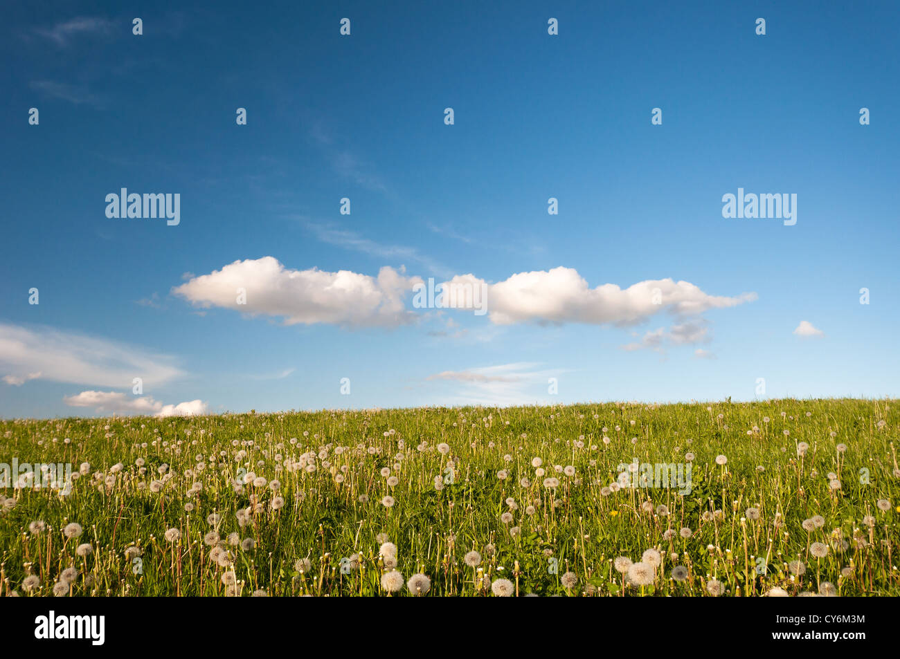 Dandelion meadows hi-res stock photography and images - Alamy