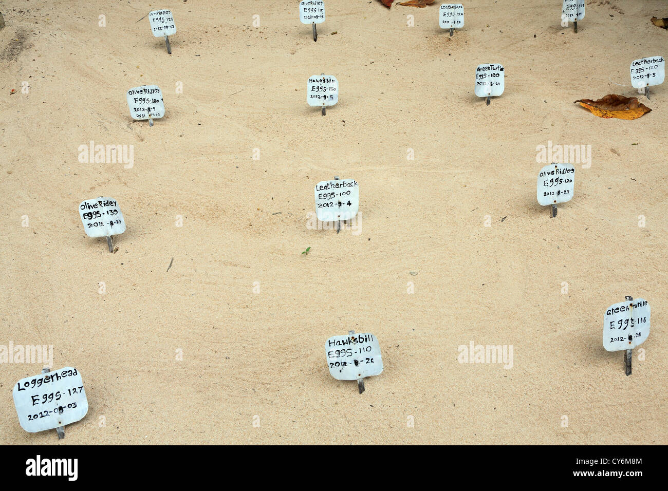 Pegs in the sand marking different species of turtle eggs in incubation at Koggala Habaraduwa turtle hatchery in Sri Lanka Stock Photo