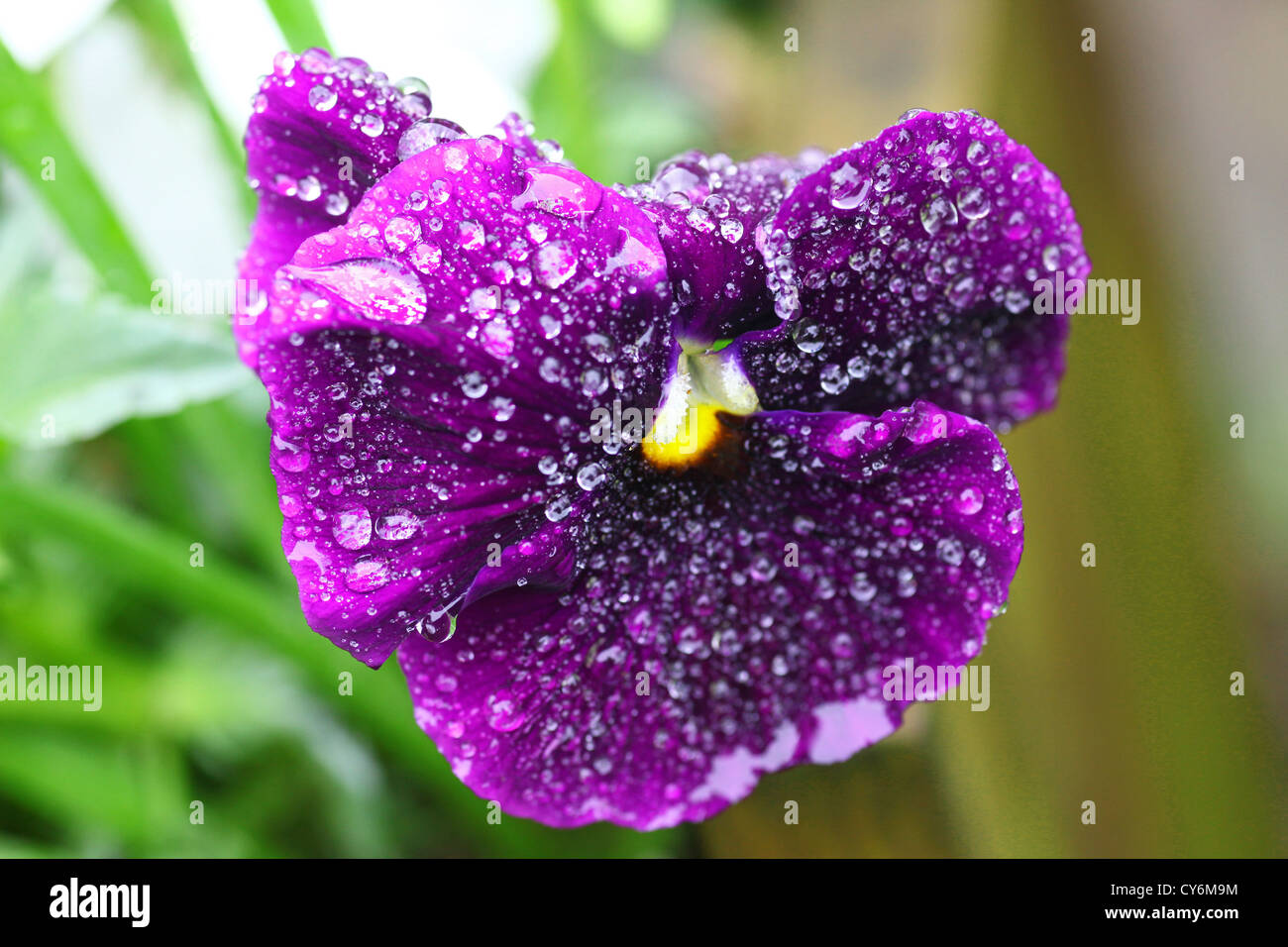 A purple winter flowering pansy covered in rain drops Stock Photo