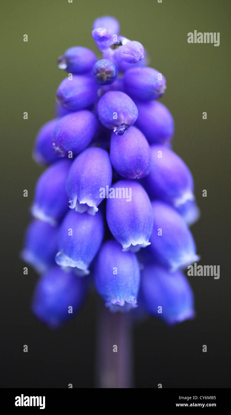The vivid blue flowers of a Common Grape Hyacinth (Muscari neglectum), a spring  flowering bulb Stock Photo