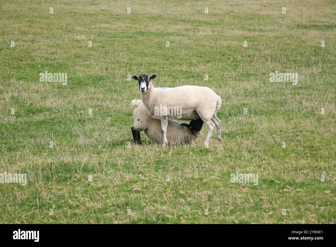 A sheep with her lamb suckling in a field Stock Photo