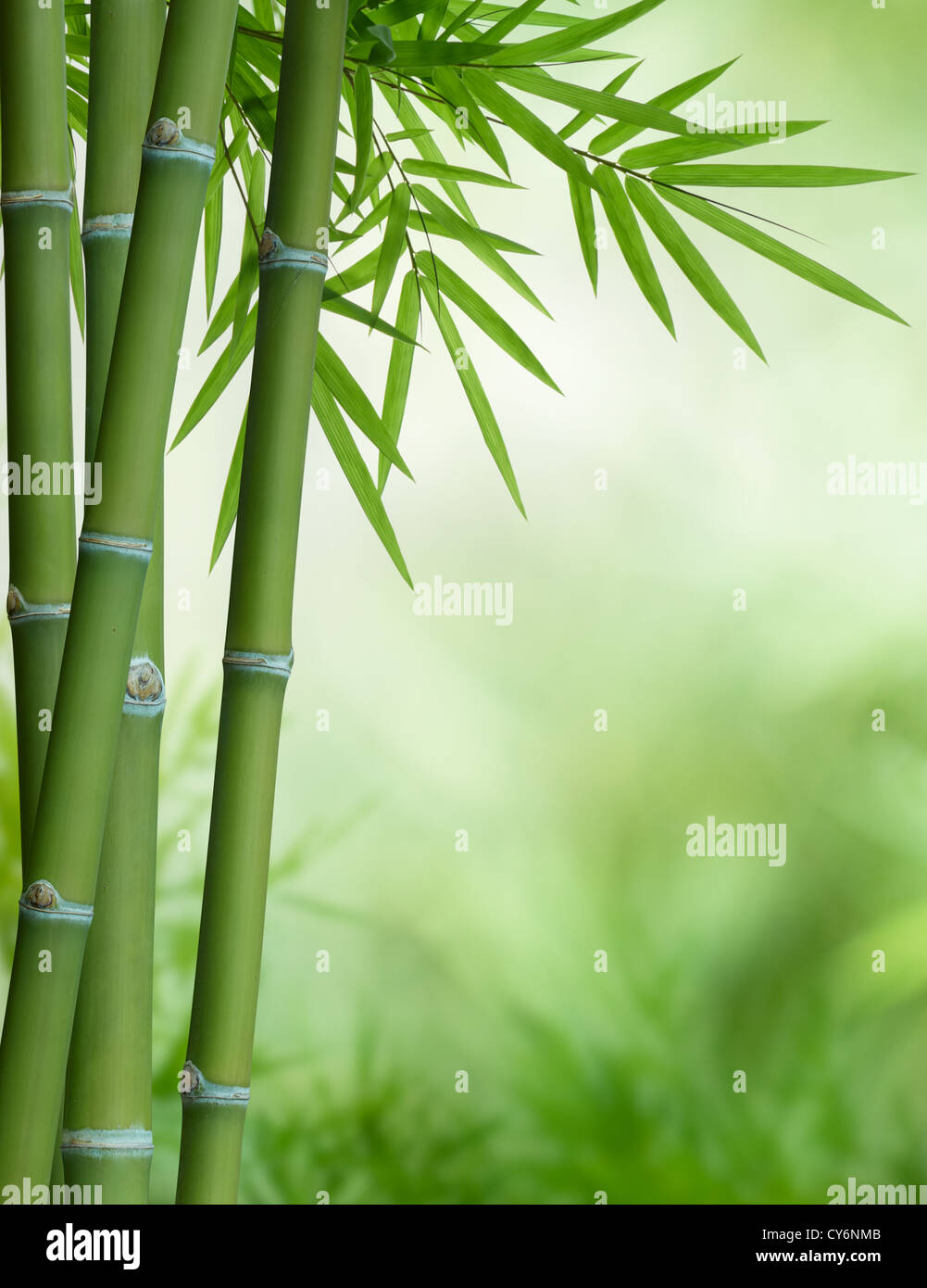 bunch of bamboo with leaves with copy space Stock Photo