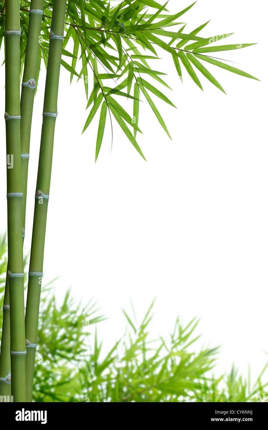 bamboo with leaves on white with copy space Stock Photo