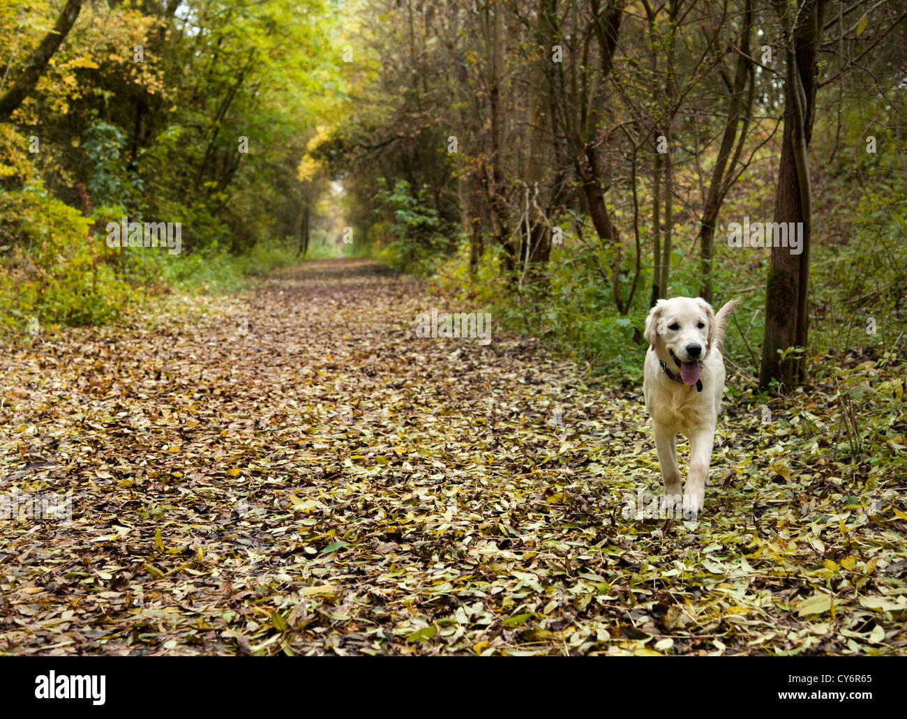Golden Retriever Puppy dog in the autumn leaves Stock Photo - Alamy