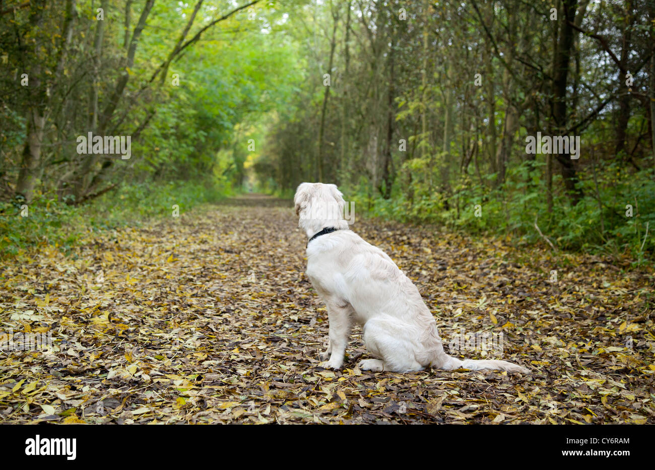 Golden Retriever Puppy dog in the autumn leaves Stock Photo - Alamy