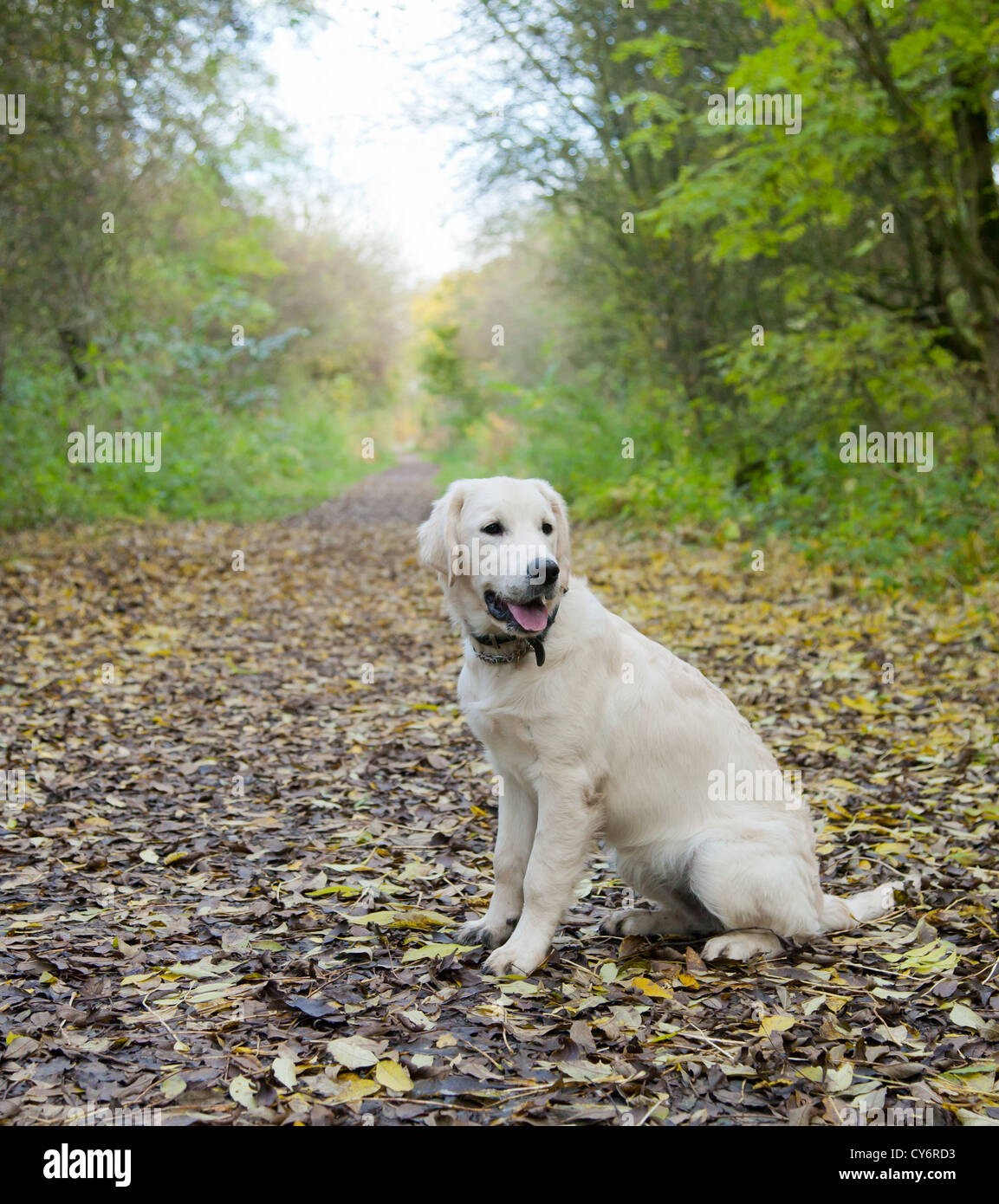 Golden Retriever Puppy dog in the autumn leaves Stock Photo - Alamy
